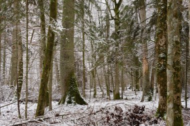 Önünde meşe ve boynuz demeti ağaçları, Bialowieza Ormanı, Polonya ve Avrupa olan karlı yaprak döken kışın manzarası