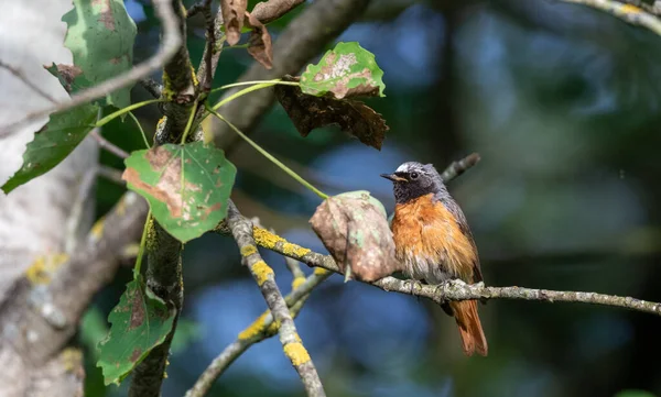 Rode Start Phoenicurus Phoenicurus Tak Tegen Donkere Achtergrond Podlaskie Woiwodschap — Stockfoto