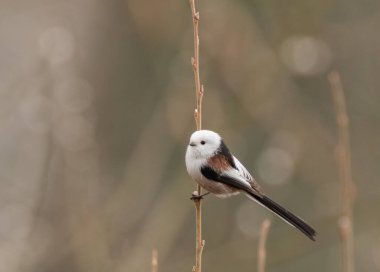 Long-tailed tit (Aegithalos caudatus) in winter sitting shoot of tree against blurred background, Bialowieza Forest, Poland, Europe