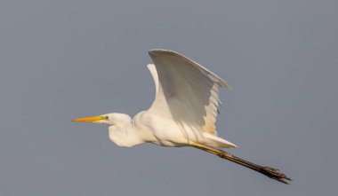 Büyük ak balıkçıl (Ardea alba) uçuş mavi gökyüzü, Podlasie bölge, Polonya, Europe