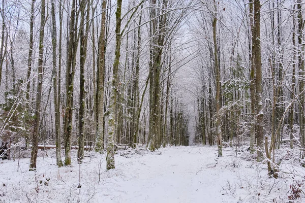 Winterlandschaft Aus Schneebedecktem Laubholz Mit Pfad Quer Durch Den Wald — Stockfoto
