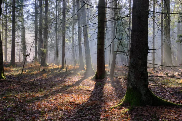 Sunbeam Entering Mixed Forest Stand Morning Bialowieza Forest Polonia Europa —  Fotos de Stock