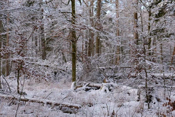 Téli Táj Havas Tűlevelű Állvány Fekvő Fenyőfákkal Bialowieza Erdő Lengyelország — Stock Fotó