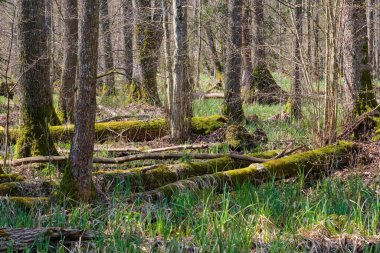 İlkbahar sabahı Frash Alder ağacı. Güneş ışığı girerken, Bialowieza Ormanı, Polonya ve Avrupa.
