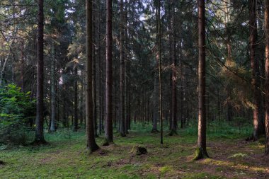 Sabahları alder ve Norveç ladini, Bialowieza Ormanı, Polonya ve Avrupa ile karışık ağaç standı