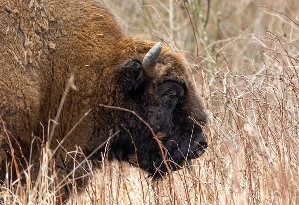 Free Ranging European Bison Male Spring Bialowieza Forest Poland Europe — Stock Photo, Image