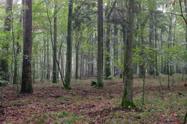 Yaşlı meşe ağaçları, Bialowieza Ormanı, Polonya ve Avrupa ile yaprak döken ormanda puslu bir gün doğumu sabahı.