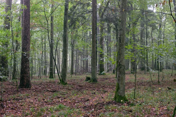 Misty sunrise morning in deciduous forest with old oak and hornbeam trees, Bialowieza Forest, Poland, Europe