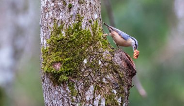 İlkbaharda meşe ağacı üzerinde Avrasya Nuthatch (Sitta europaea), Bialowieza Ormanı, Polonya, Avrupa