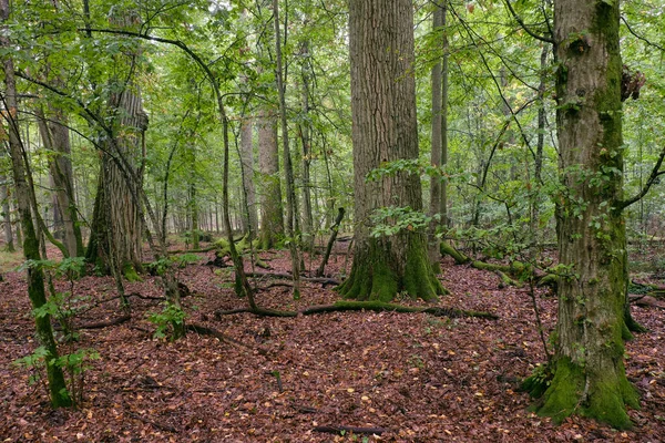 Estande Caduco Com Chifres Carvalhos Verão Floresta Bialowieza Polônia Europa — Fotografia de Stock