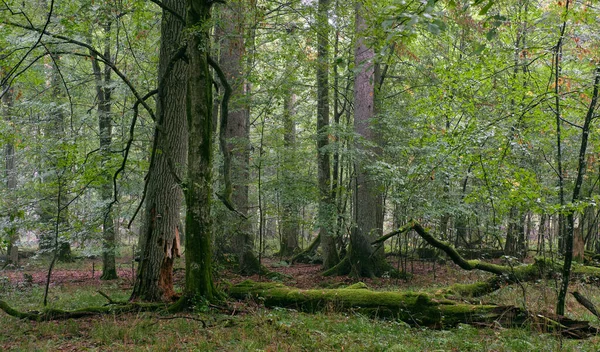 Yazın boynuz kirişleri ve meşeleri olan döküntü tezgahlar ve kısmen azalmış ölü ağaçlar, Bialowieza Ormanı, Polonya, Avrupa