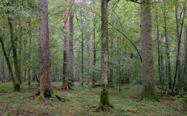 Yazın boynuz kirişleri ve ladin ile enkaz tezgahı, Bialowieza Ormanı, Polonya, Avrupa