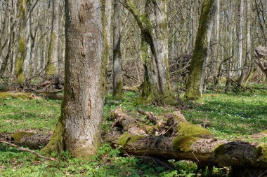 Baharda yaprak döken ıhlamur ağacı, Bialowieza Ormanı, Polonya, Avrupa