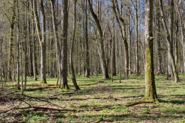 Baharda yaprak döken ıhlamur ve kireç ağacı, Bialowieza Ormanı, Polonya, Avrupa