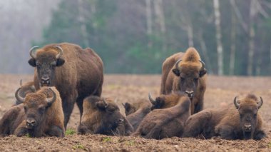 Avrupai bizon sürüsü kışın Bialowieza Ormanı, Polonya ve Avrupa 'da dinleniyor.