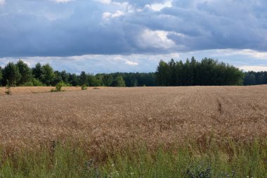 Çavdar tarlası yazın bulutlu gökyüzünün altında, podlaskie Voyodship, Polonya, Avrupa