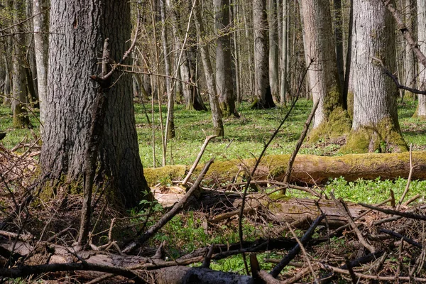 Lehtimetsä Linden Keväällä Etualalla Vanha Kuusi Bialowieza Forest Puola Eurooppa — kuvapankkivalokuva