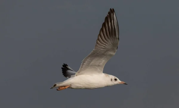 Gabbiano Dalla Testa Nera Giovanile Chroicocephalus Ridibundus Volo Contro Cielo — Foto Stock