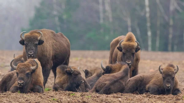 Manada Bisontes Europeos Distribución Libre Descansando Bosque Invernal Bosque Bialowieza —  Fotos de Stock