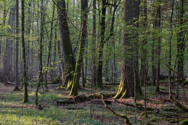 Bahar güneşinin doğuşunda eski meşeleri olan yaprak döken orman, Bialowieza Ormanı, Polonya, Avrupa