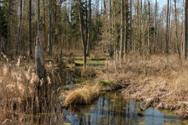 Küçük doğal orman nehri gün doğumunda ön planda sazlıklar, Bialowieza Ormanı, Polonya, Avrupa