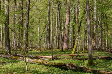 Baharda meşe ve korna ağacı yaprak döken orman, Bialowieza Ormanı, Polonya, Avrupa