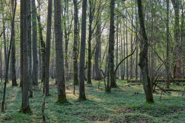 Bahar güneşinin doğuşunda eski meşeleri olan yaprak döken orman, Bialowieza Ormanı, Polonya, Avrupa