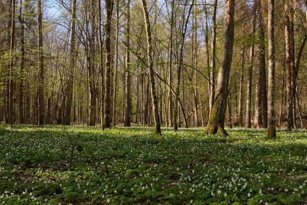 Ранняя Весна Лиственные Леса Цветущим Древесным Анемоном Беловежская Пуща Польша — стоковое фото