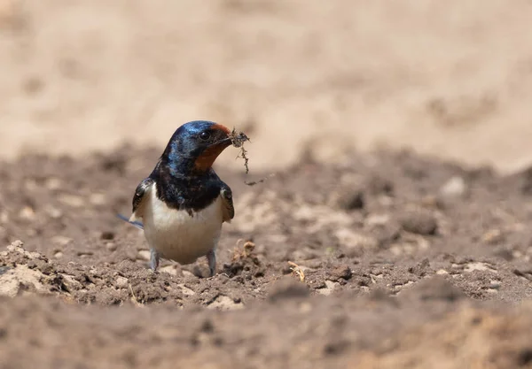 Schuur Slikken Grond Houden Nest Materiaal Podlaskie Woiwodschap Polen Europa — Stockfoto