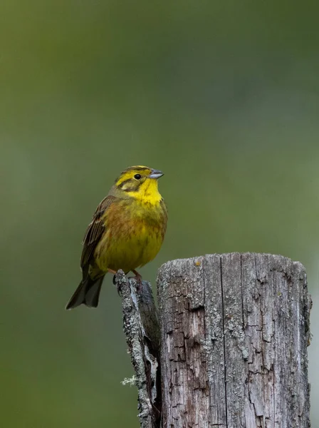 Yellowhammer Emberiza Citrinella Mannetje Het Voorjaar Oude Houten Paal Tegen — Stockfoto