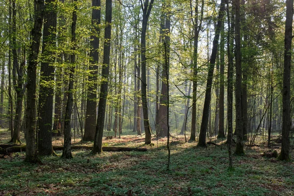 Bosque Caducifolio Con Viejos Robles Primavera Luz Del Amanecer Bosque — Foto de Stock