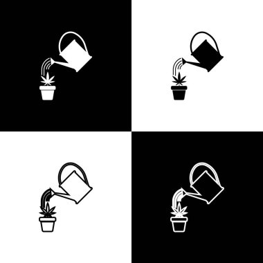 Set Sulama siyah ve beyaz arka plan üzerinde izole pot simgesi marihuana veya kenevir bitki üzerinde su damlaları spreyler olabilir. Marihuana yetiştirme konsepti. Vektör İllüstrasyonu