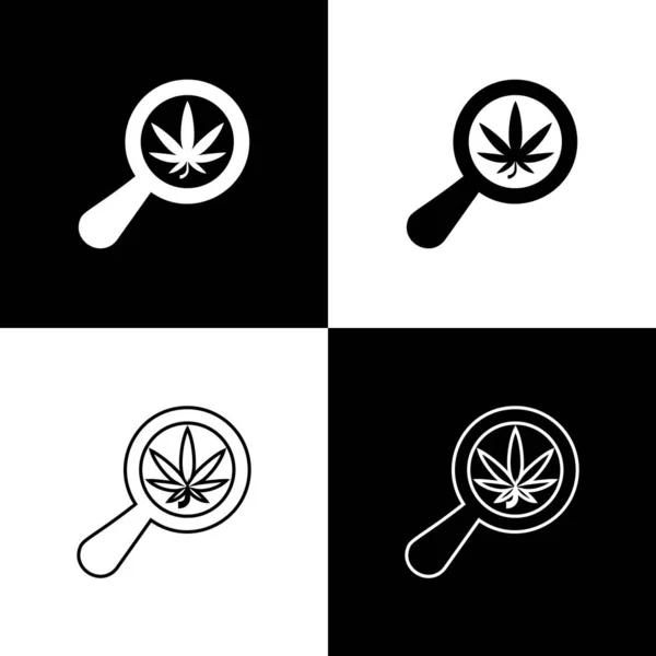 Set Icono de lupa y marihuana medicinal o hoja de cannabis aislado sobre fondo blanco y negro. Un símbolo de cáñamo. Ilustración vectorial — Vector de stock