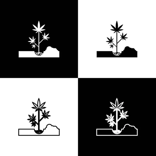 Setzte den Anbau von Marihuana oder Cannabispflanzen in den Boden, isoliert auf schwarzem und weißem Hintergrund. Marihuana-Anbaukonzept. Hanf-Symbol. Vektorillustration — Stockvektor