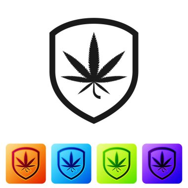 Siyah Kalkan ve marihuana ya da beyaz arka planda izole edilmiş kenevir yaprağı ikonu. Marihuanayı yasallaştırma. Kenevir sembolü. Renkli kare düğmelerle simgeleri ayarla. Vektör İllüstrasyonu