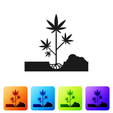 Beyaz arka planda izole edilmiş kara marihuana ya da kenevir bitkisi ikonu. Esrar yetiştirme konsepti. Kenevir sembolü. Renkli kare düğmelerle simgeleri ayarla. Vektör İllüstrasyonu