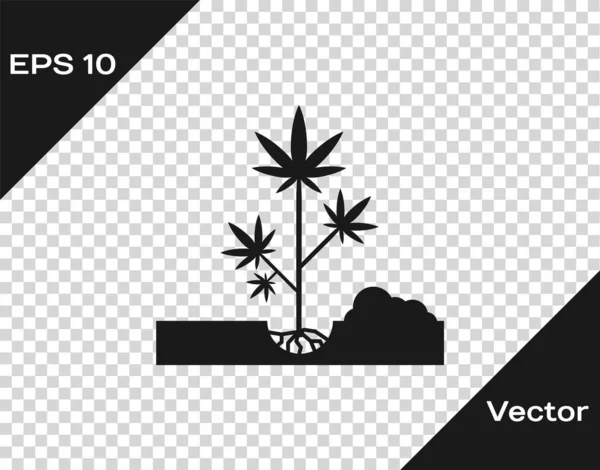 Der graue Anbau von Marihuana oder Cannabispflanzen im Boden symbolisiert isoliert auf transparentem Hintergrund. Marihuana-Anbaukonzept. Hanf-Symbol. Vektorillustration — Stockvektor
