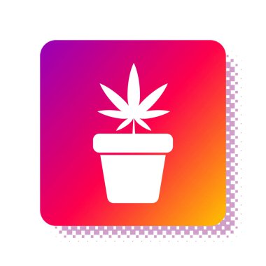 Beyaz arka planda izole edilmiş esrar ikonundaki beyaz tıbbi marihuana veya kenevir bitkisi. Esrar yetiştirme konsepti. Kenevir saksısı. Kare renk düğmesi. Vektör İllüstrasyonu