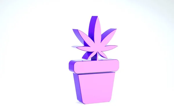 Purple Marihuana medicinal o planta de cannabis en maceta icono aislado sobre fondo blanco. Concepto de cultivo de marihuana. Planta en maceta de cáñamo. 3D ilustración 3D render —  Fotos de Stock