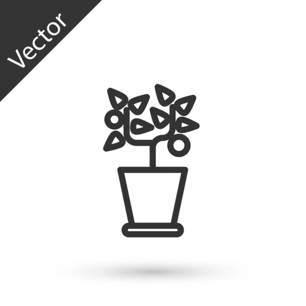 Linha cinza Planta no ícone do pote isolado no fundo branco. Planta crescendo em um pote. Planta em vaso. Ilustração vetorial — Vetor de Stock