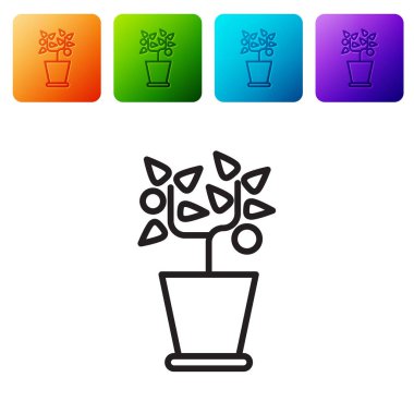 Esrar ikonundaki siyah çizgi bitkisi beyaz arkaplanda izole edilmiş. Tencerede yetişen bir bitki. Saksı bitkisi işareti. Renkli kare düğmelerle simgeleri ayarla. Vektör İllüstrasyonu