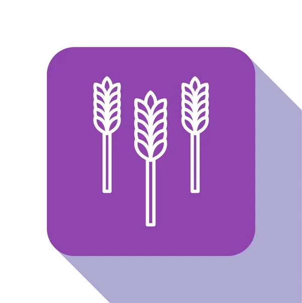 Bílá Čára Obiloviny Posázené Rýží Pšenicí Kukuřicí Ovsem Žitem Ikonou — Stockový vektor