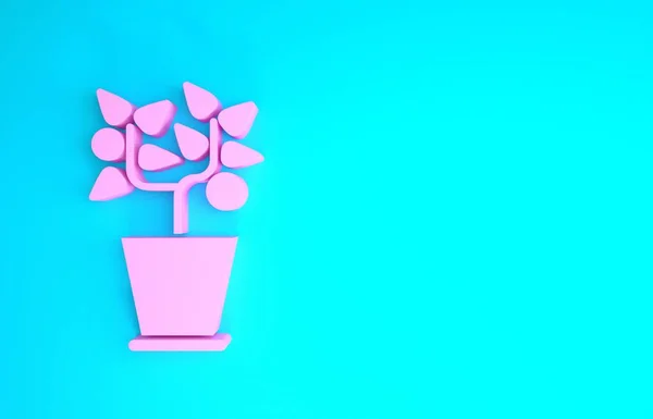Pink Plant no ícone do pote isolado no fundo azul. Planta crescendo em um pote. Planta em vaso. Conceito de minimalismo. 3D ilustração 3D render — Fotografia de Stock
