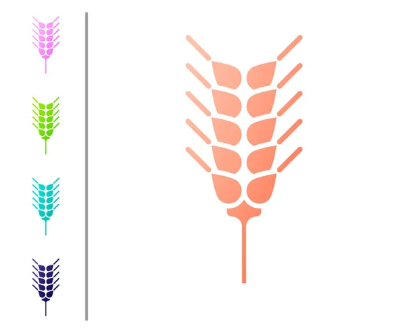 Korallen-Getreide mit Reis, Weizen, Mais, Hafer, Roggen, Gerste Symbol isoliert auf weißem Hintergrund. Ähren von Weizenbrot Symbole. Farbsymbole setzen. Vektorillustration — Stockvektor