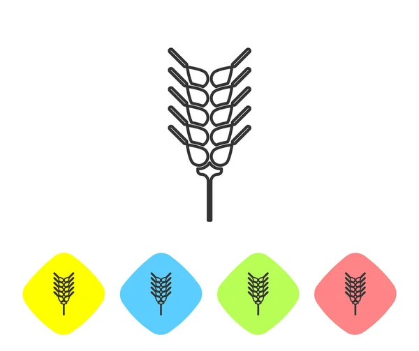 Graue Linie Getreide Set mit Reis, Weizen, Mais, Hafer, Roggen, Gerste Symbol isoliert auf weißem Hintergrund. Ähren von Weizenbrot Symbole. setzen Sie Symbole in farbigen Rautenknöpfen. Vektorillustration — Stockvektor