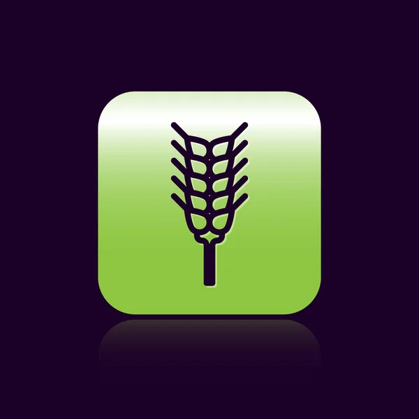 黑线谷物设置与米，小麦，玉米，燕麦，黑麦，大麦图标分离的黑色背景。 麦片面包的象征。 绿色正方形按钮。 病媒图解 — 图库矢量图片