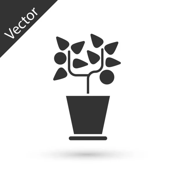 Planta cinzenta no ícone do potenciômetro isolado no fundo branco. Planta crescendo em um pote. Planta em vaso. Ilustração vetorial — Vetor de Stock