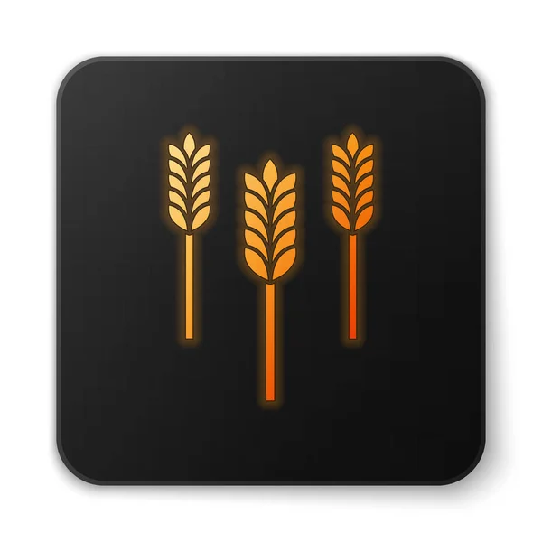 橙色的霓虹灯仪式设置与大米，小麦，玉米，燕麦，黑麦，大麦图标分离的白色背景。 麦片面包的象征。 黑色方块按钮。 病媒图解 — 图库矢量图片