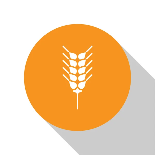 Beyaz tahıllar, pirinç, buğday, mısır, yulaf, çavdar, beyaz arka planda izole edilmiş arpa ikonu. Buğday ekmeği sembolleri. Turuncu daire düğmesi. Vektör İllüstrasyonu — Stok Vektör