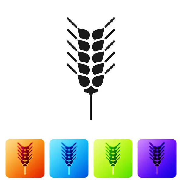 Schwarzes Getreide mit Reis, Weizen, Mais, Hafer, Roggen, Gerste Symbol isoliert auf weißem Hintergrund. Ähren von Weizenbrot Symbole. setzen Sie Symbole in farbigen quadratischen Buttons. Vektorillustration — Stockvektor